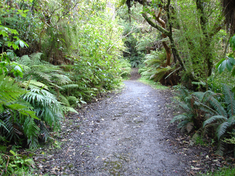 Stewart Island bush track