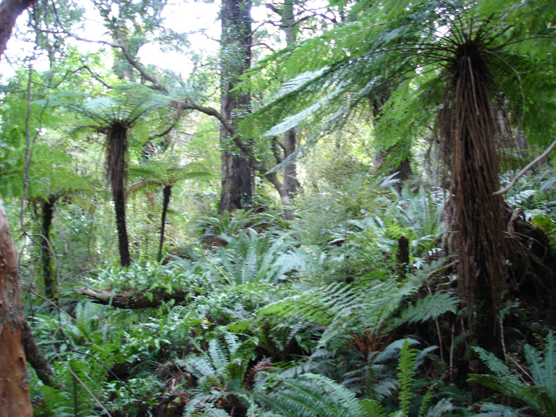 Stewart Island vegetation