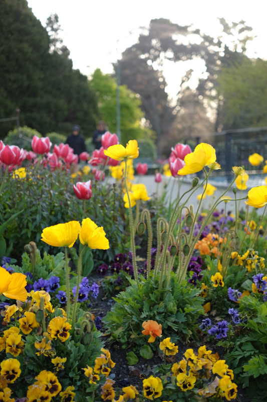 Picture of flowers taken on the Fuji XT1 camera with 27mm lens